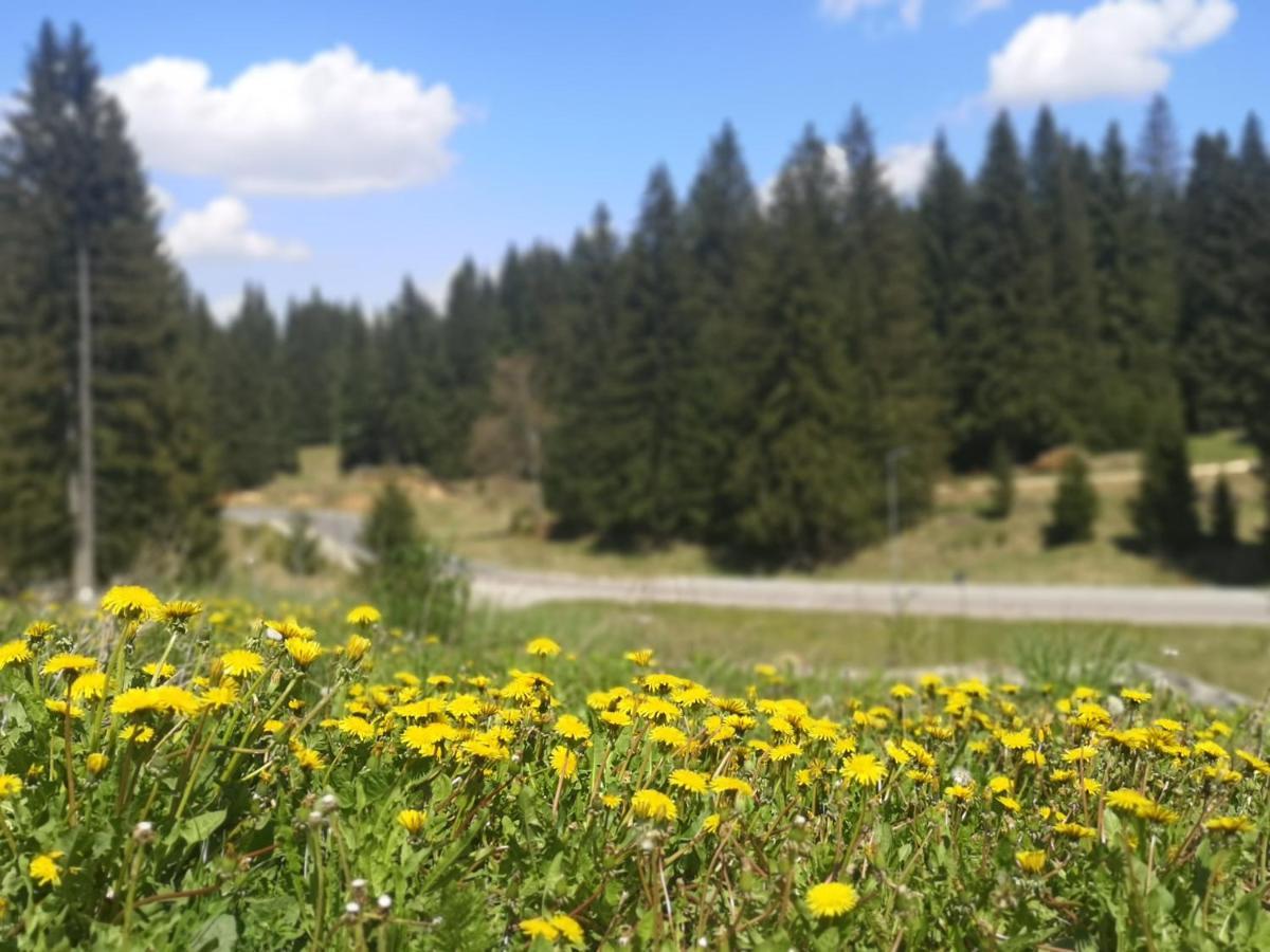 The Evergreen Nest - Silver Mountain Пояна-Брашов Екстер'єр фото